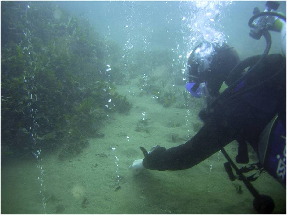 Fluid emissions on the seafloor of a volcanic structure, Ischia Island, Italy (photo courtesy Maria Luisa Putignano, CNR-IGAG)