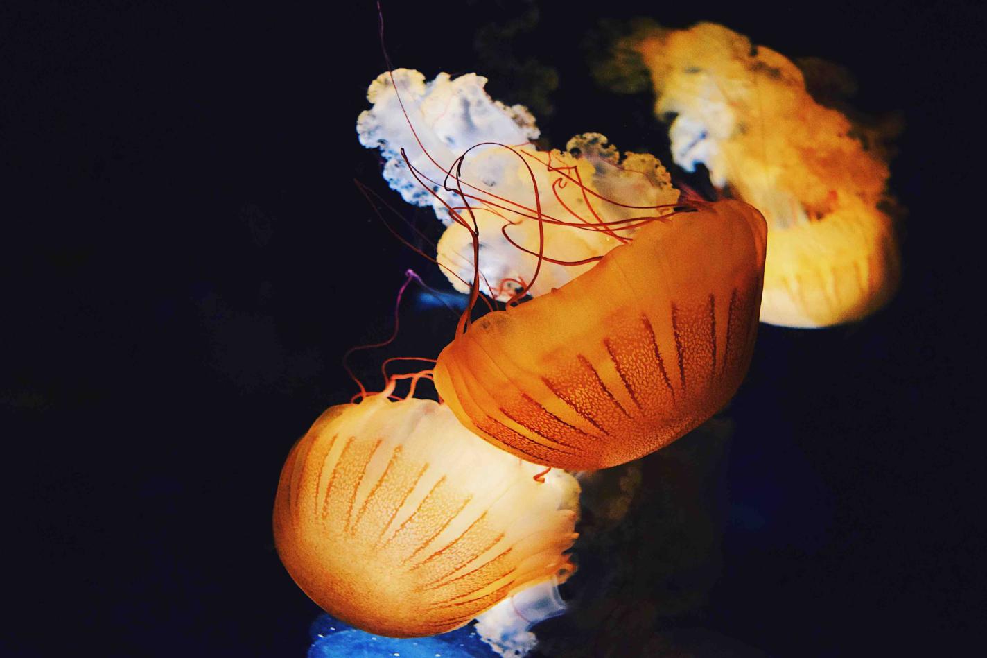 Jellyfish (©Photo by naomi tamar on Unsplash Jellyfish