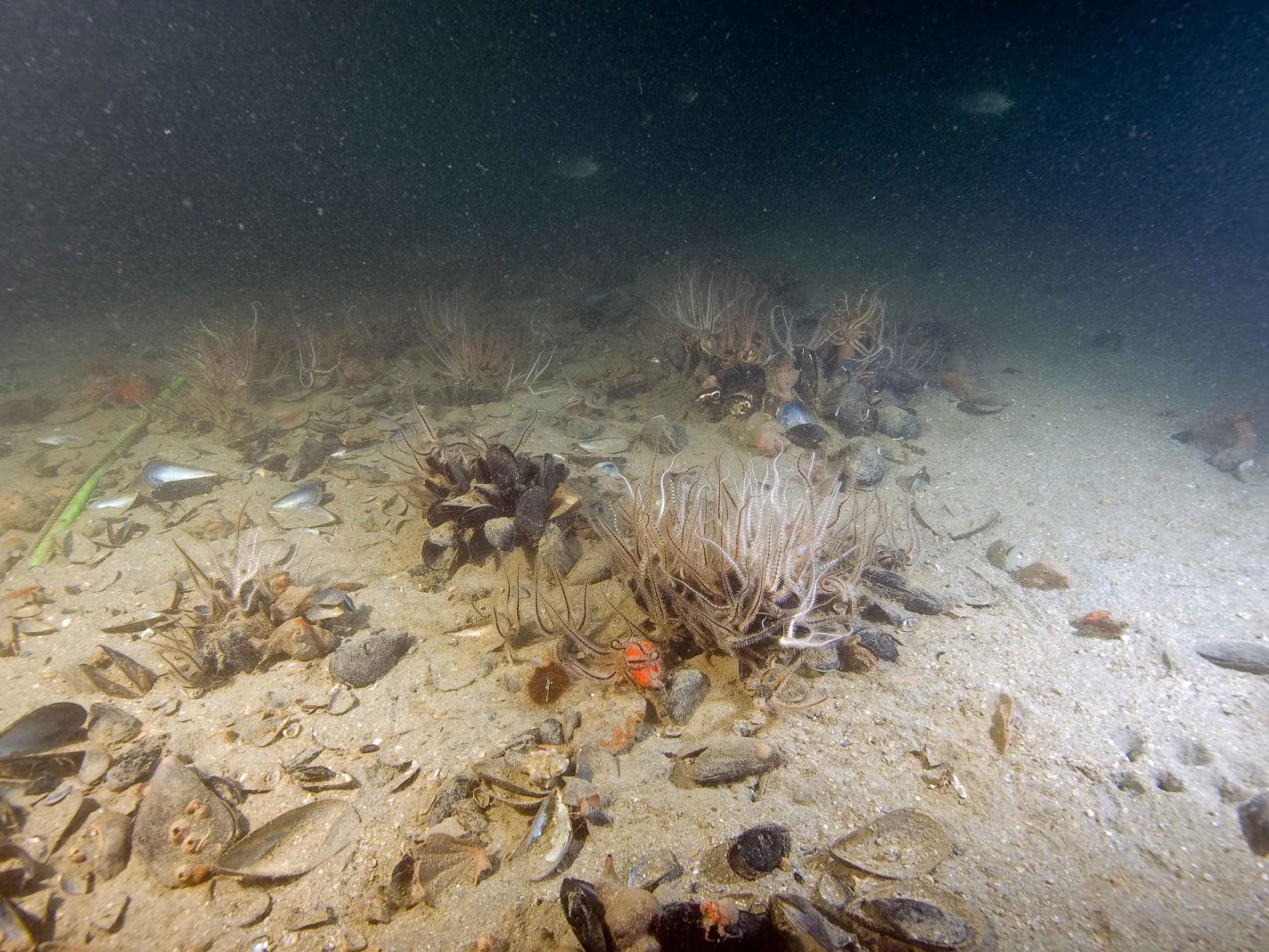 Benthic organisms on a marine soft-bottom (© T. Makovec, NIB, All rights reserved) Benthic organisms on a marine soft-bottom (© T. Makovec, NIB, All rights reserved)