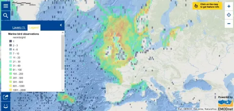 Map of the Week – Marine bird observations