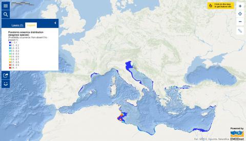 Map of the week – Seagrass distribution