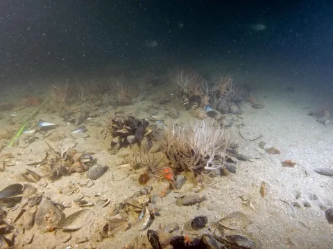 Benthic organisms on a marine soft-bottom (© T. Makovec, NIB, All rights reserved)