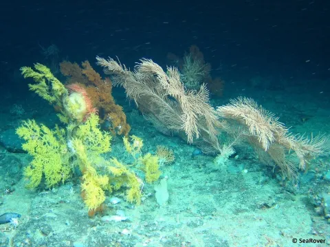 Figure 1. Coral Gardens. 