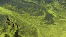 Example of an algal bloom near river mouth. © Liz Harrell on Unsplash