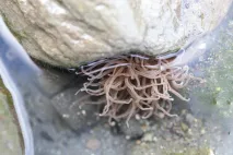 Anemonia viridis from Biodiversity Ireland, photo available via https://records.biodiversityireland.ie/storage/record-images/anemonia_viridis_ff59f67db9dd787a6cf649f8e6cd6df0.jpg, CC-BY