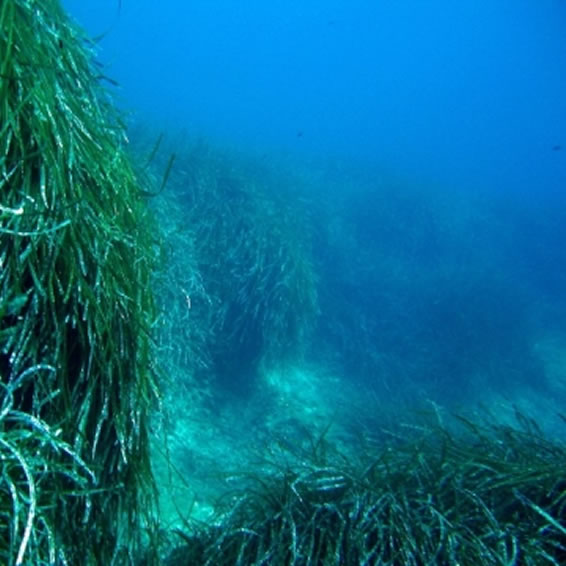 SEABED HABITATS